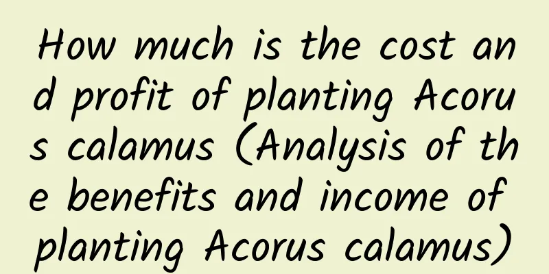 How much is the cost and profit of planting Acorus calamus (Analysis of the benefits and income of planting Acorus calamus)