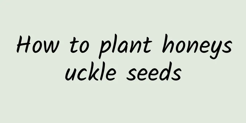 How to plant honeysuckle seeds