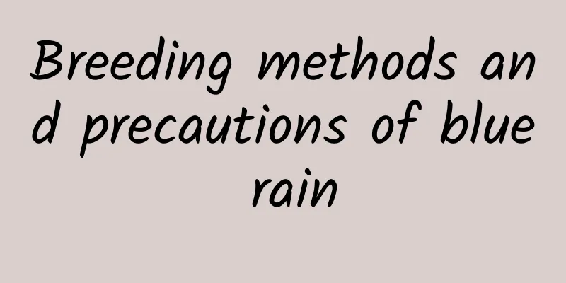Breeding methods and precautions of blue rain