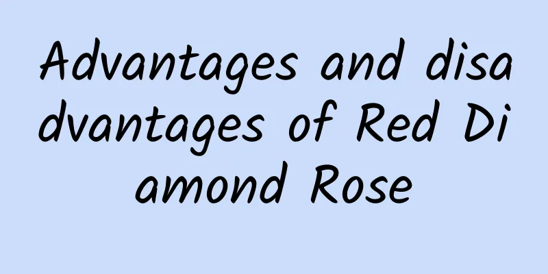 Advantages and disadvantages of Red Diamond Rose