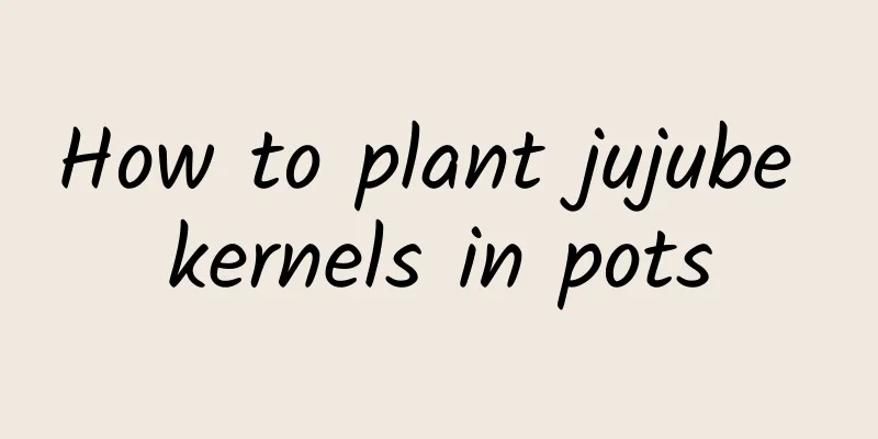 How to plant jujube kernels in pots