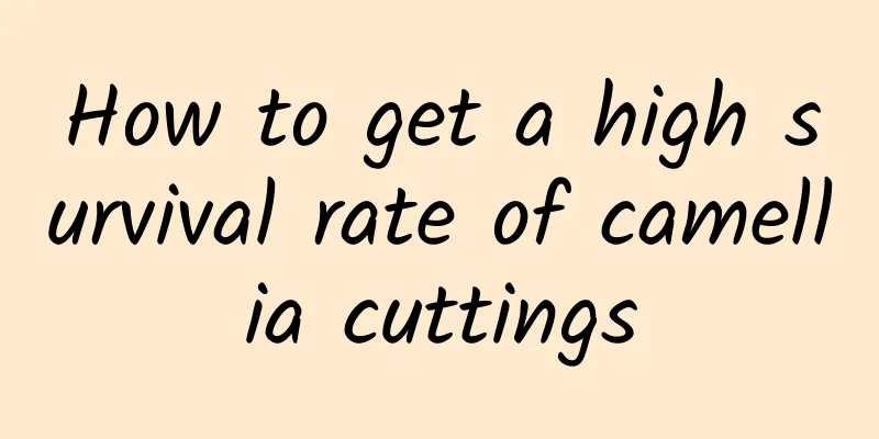 How to get a high survival rate of camellia cuttings