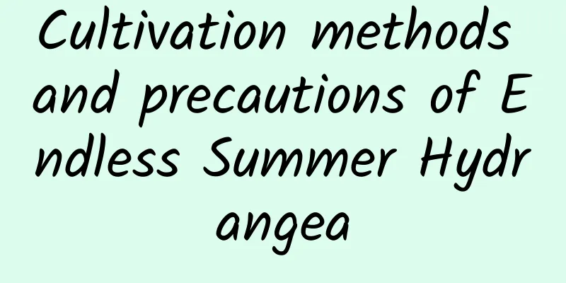 Cultivation methods and precautions of Endless Summer Hydrangea