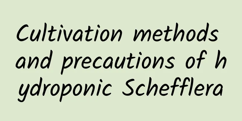 Cultivation methods and precautions of hydroponic Schefflera