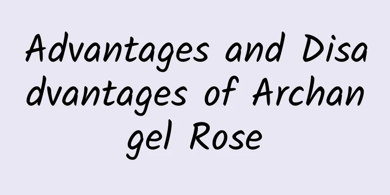 Advantages and Disadvantages of Archangel Rose