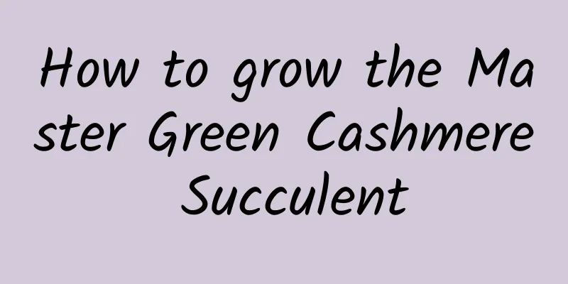 How to grow the Master Green Cashmere Succulent