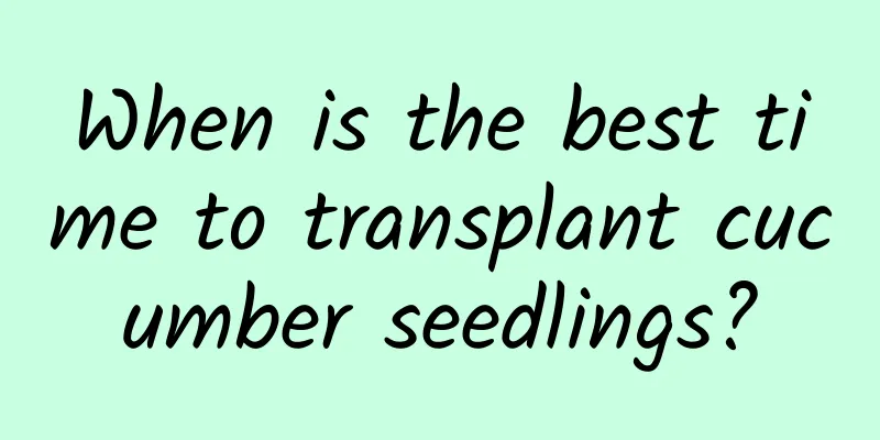When is the best time to transplant cucumber seedlings?