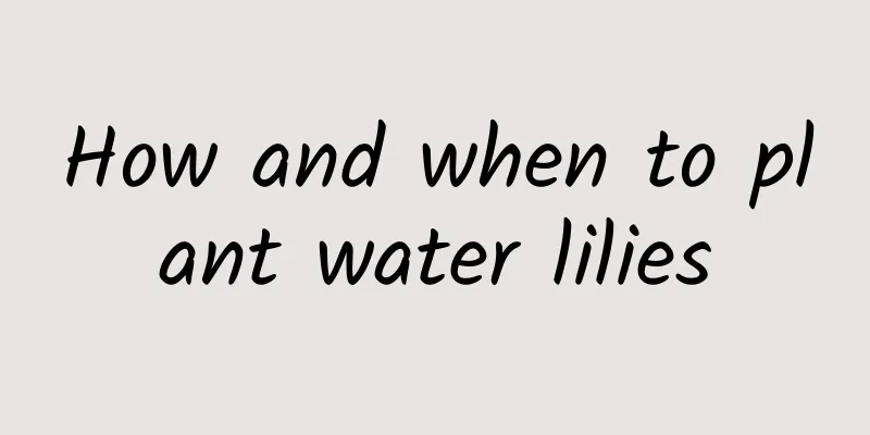 How and when to plant water lilies