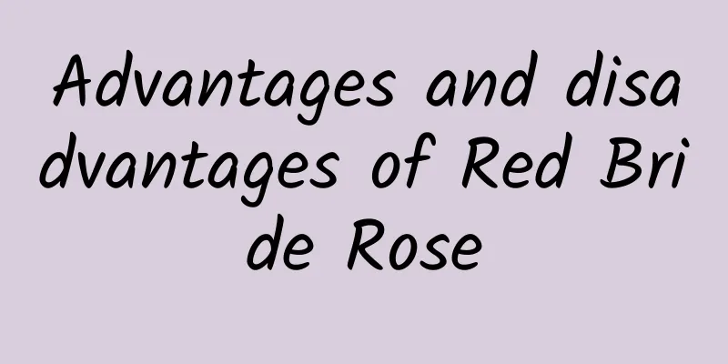 Advantages and disadvantages of Red Bride Rose