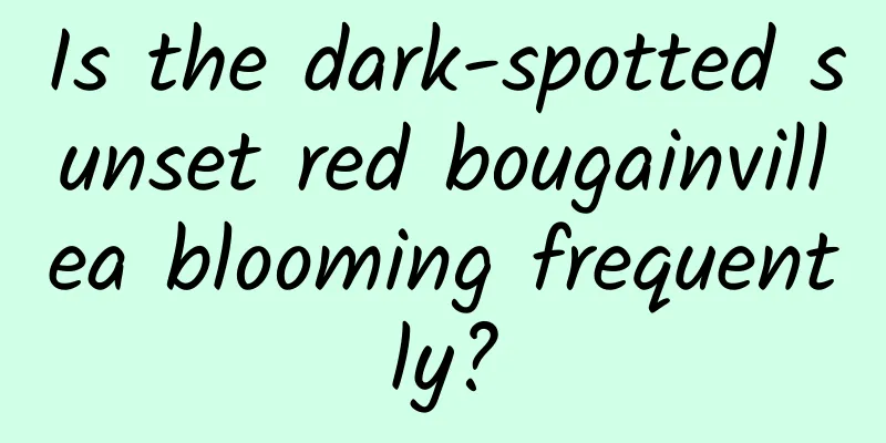 Is the dark-spotted sunset red bougainvillea blooming frequently?