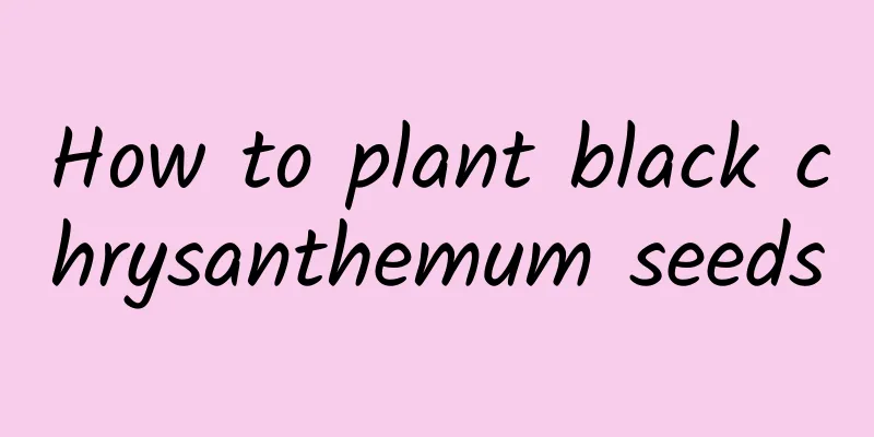How to plant black chrysanthemum seeds