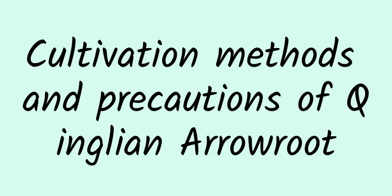 Cultivation methods and precautions of Qinglian Arrowroot