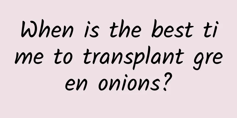 When is the best time to transplant green onions?
