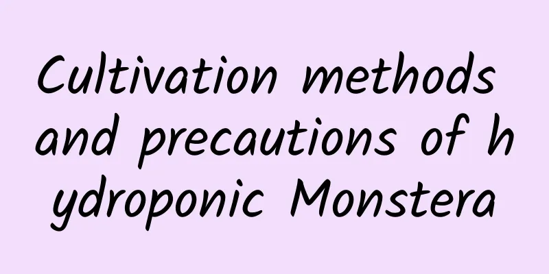 Cultivation methods and precautions of hydroponic Monstera