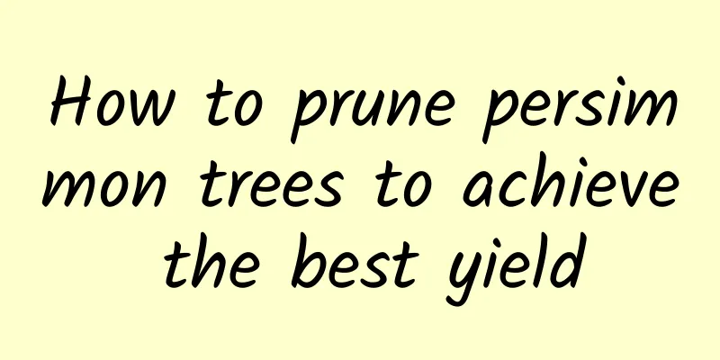 How to prune persimmon trees to achieve the best yield