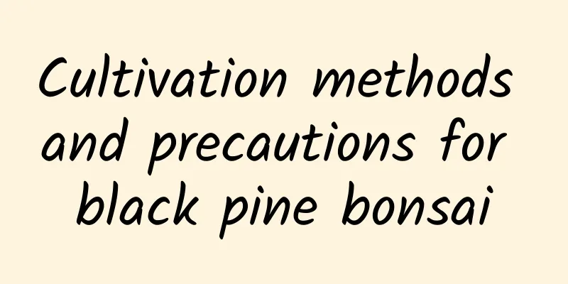 Cultivation methods and precautions for black pine bonsai