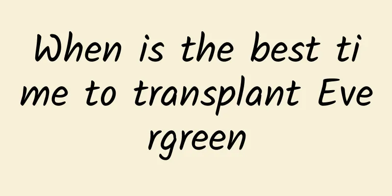 When is the best time to transplant Evergreen