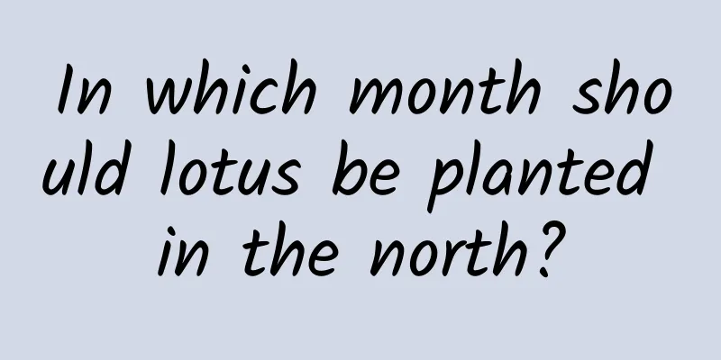 In which month should lotus be planted in the north?