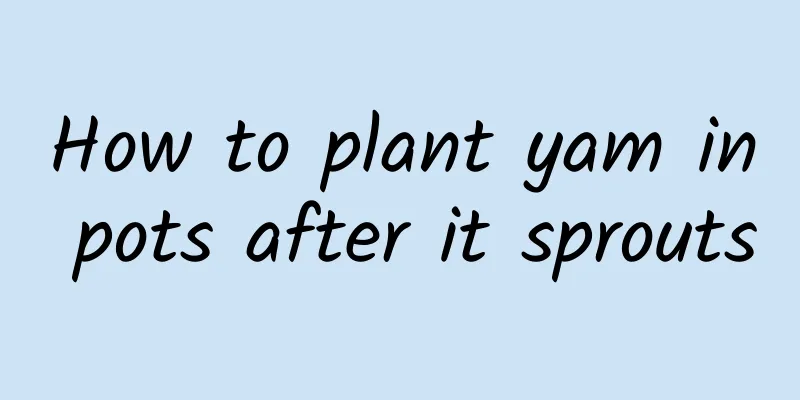 How to plant yam in pots after it sprouts