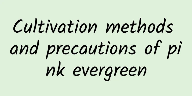 Cultivation methods and precautions of pink evergreen