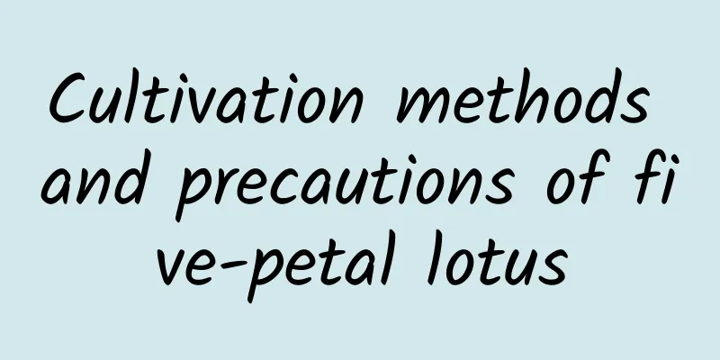 Cultivation methods and precautions of five-petal lotus