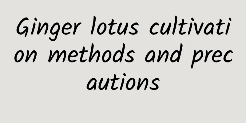 Ginger lotus cultivation methods and precautions
