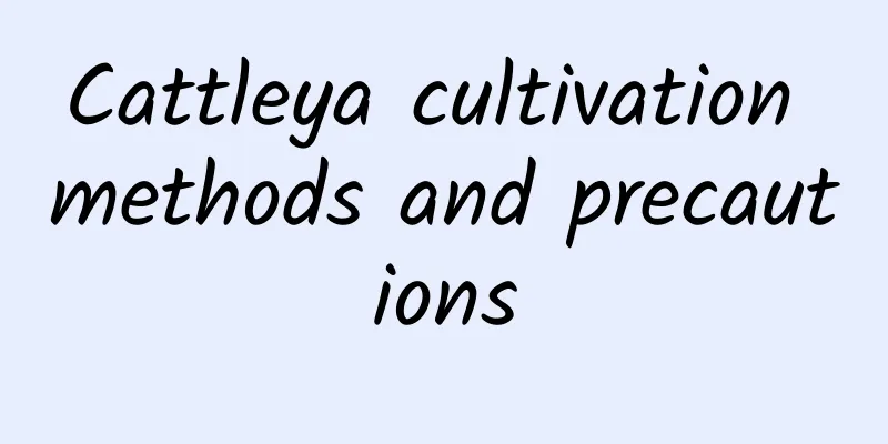 Cattleya cultivation methods and precautions