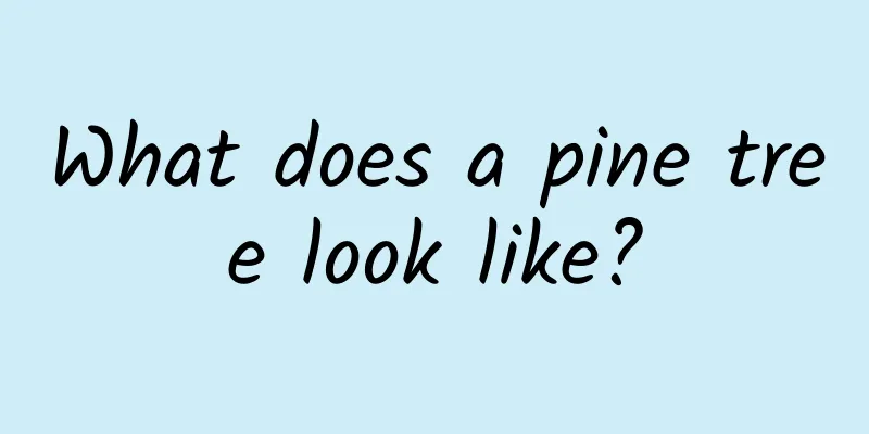 What does a pine tree look like?