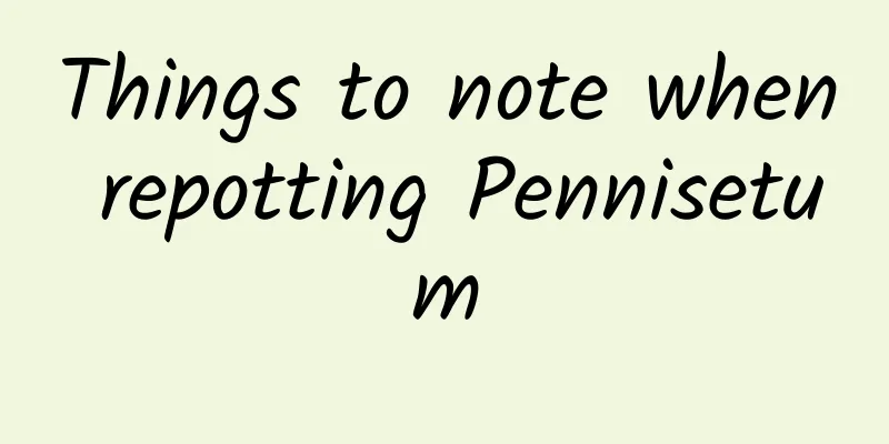 Things to note when repotting Pennisetum