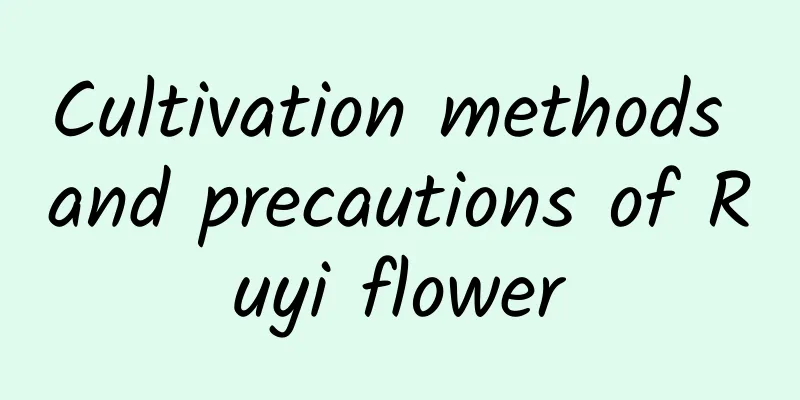 Cultivation methods and precautions of Ruyi flower