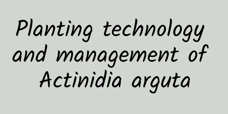 Planting technology and management of Actinidia arguta