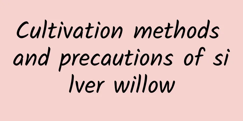Cultivation methods and precautions of silver willow
