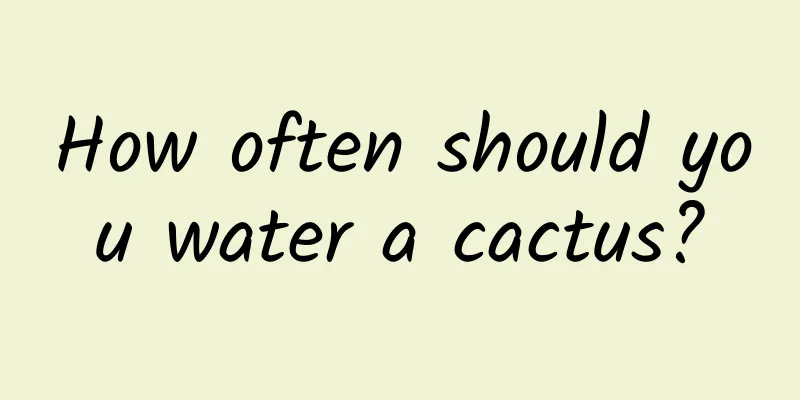 How often should you water a cactus?