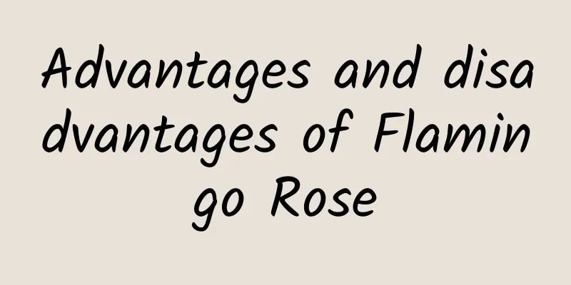 Advantages and disadvantages of Flamingo Rose