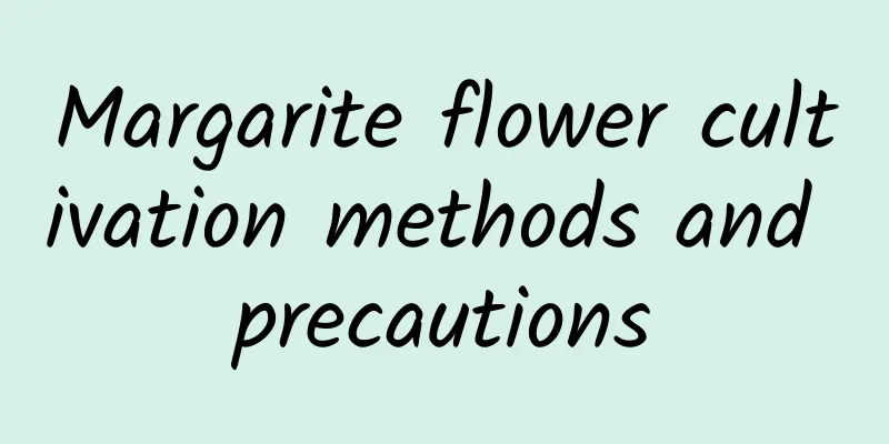 Margarite flower cultivation methods and precautions