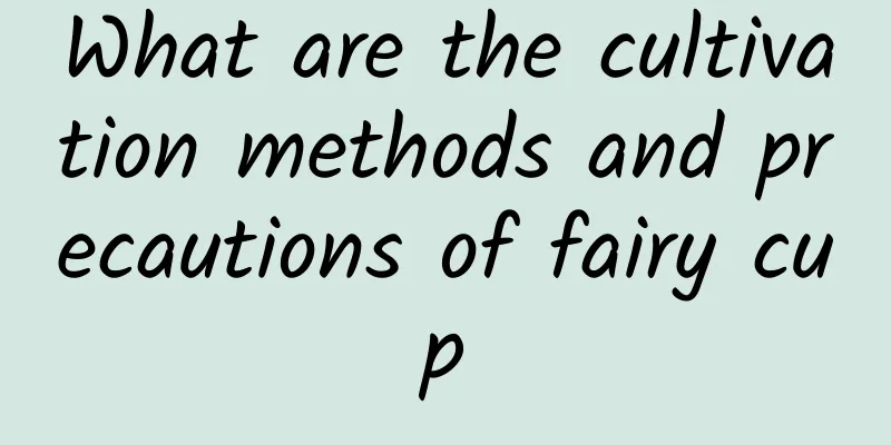 What are the cultivation methods and precautions of fairy cup
