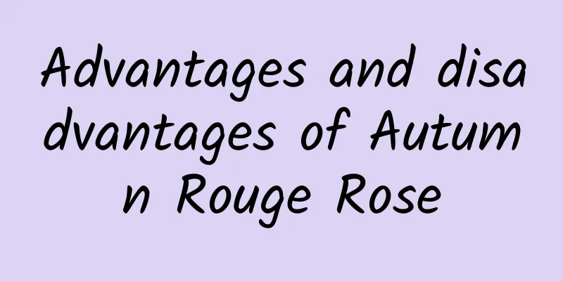 Advantages and disadvantages of Autumn Rouge Rose