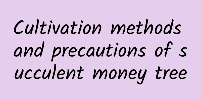 Cultivation methods and precautions of succulent money tree