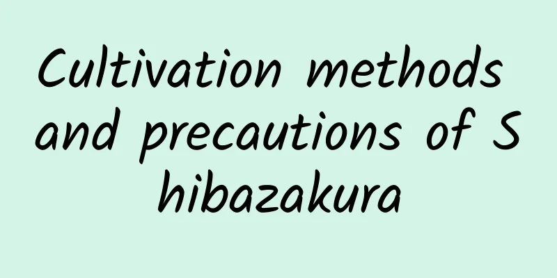 Cultivation methods and precautions of Shibazakura