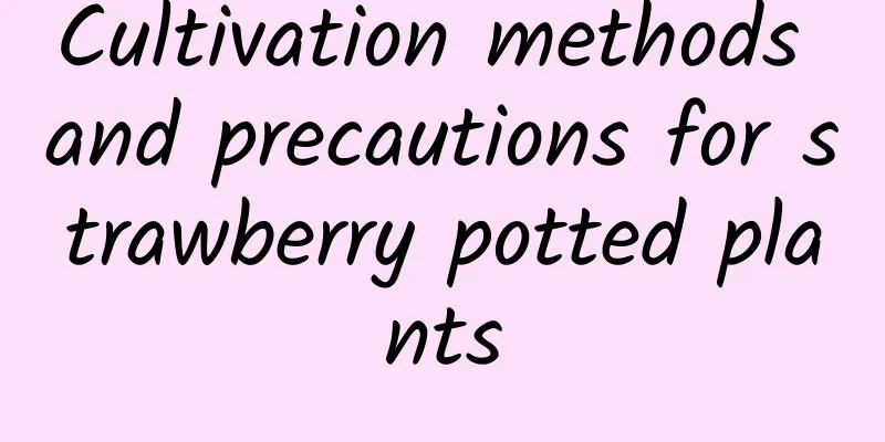 Cultivation methods and precautions for strawberry potted plants