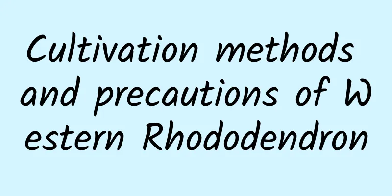 Cultivation methods and precautions of Western Rhododendron