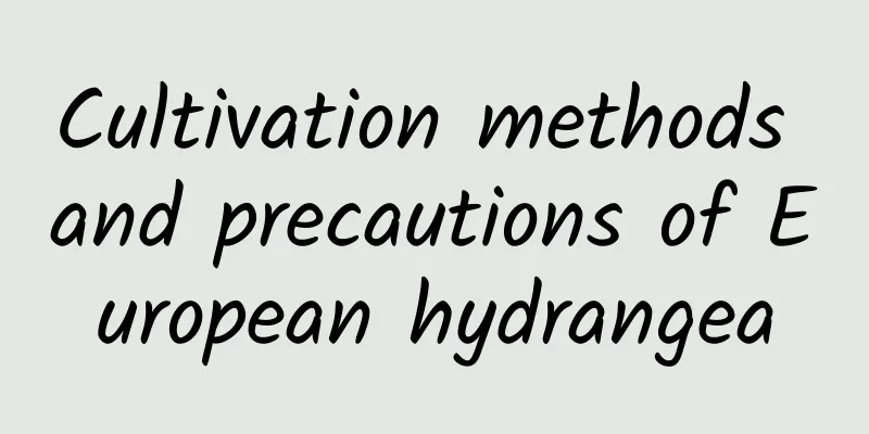 Cultivation methods and precautions of European hydrangea