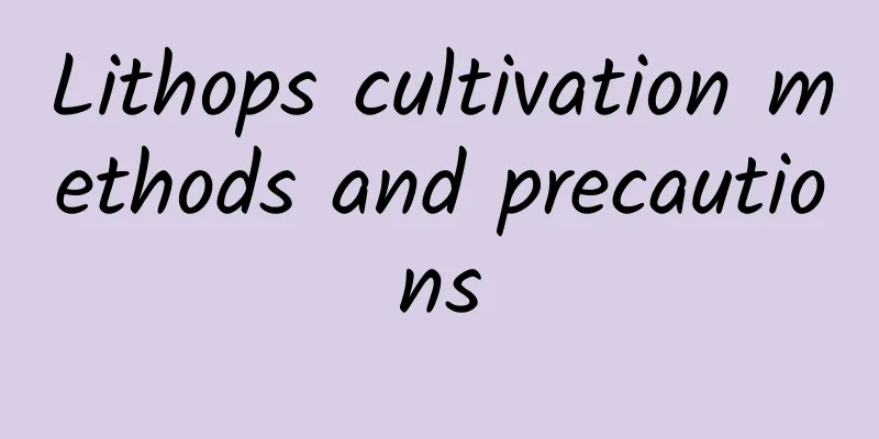 Lithops cultivation methods and precautions
