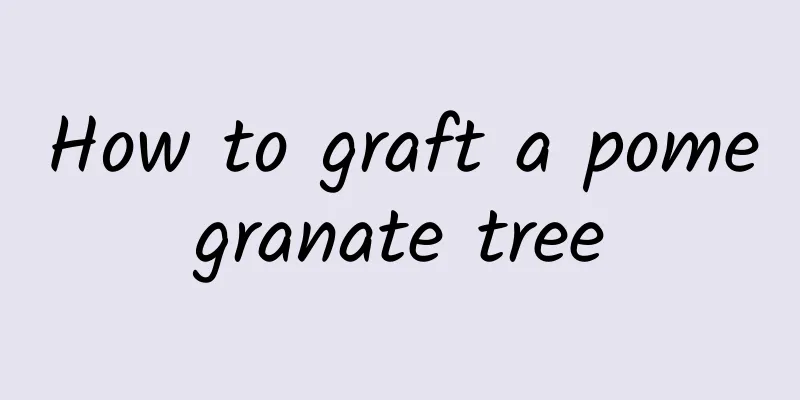 How to graft a pomegranate tree