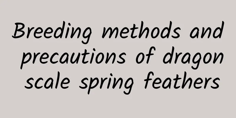 Breeding methods and precautions of dragon scale spring feathers