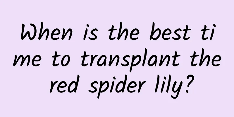When is the best time to transplant the red spider lily?