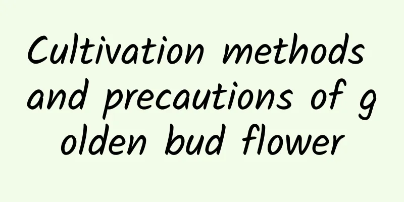 Cultivation methods and precautions of golden bud flower