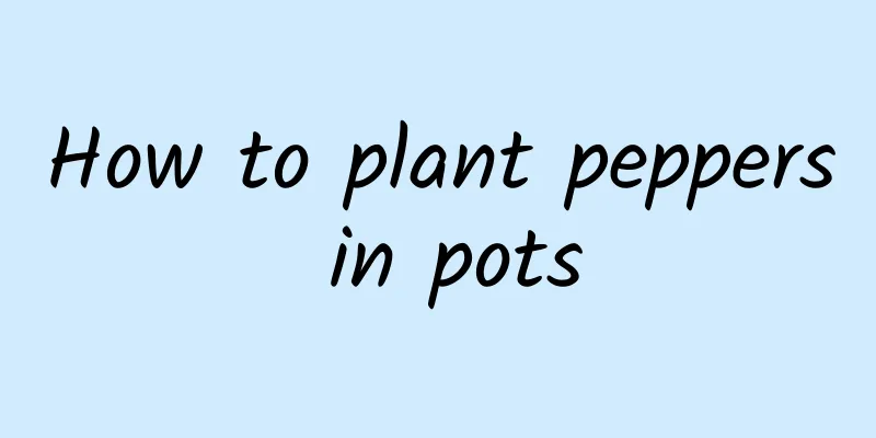 How to plant peppers in pots