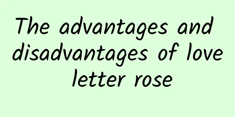 The advantages and disadvantages of love letter rose