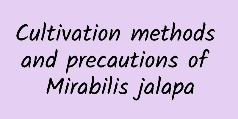Cultivation methods and precautions of Mirabilis jalapa